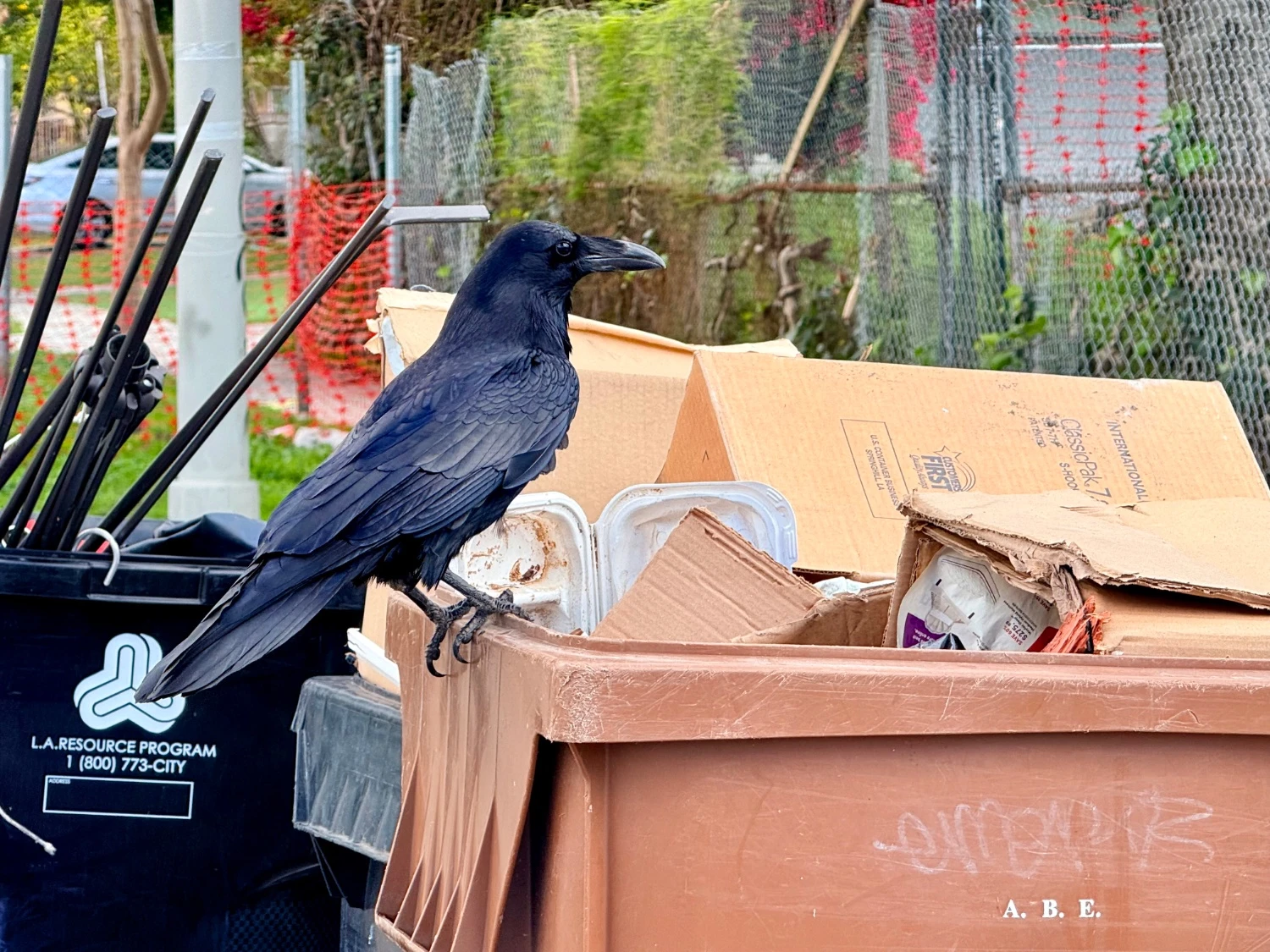 A raven sits perched on a trash container. A takeout tray is visible