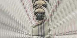 The Pug in the Rug