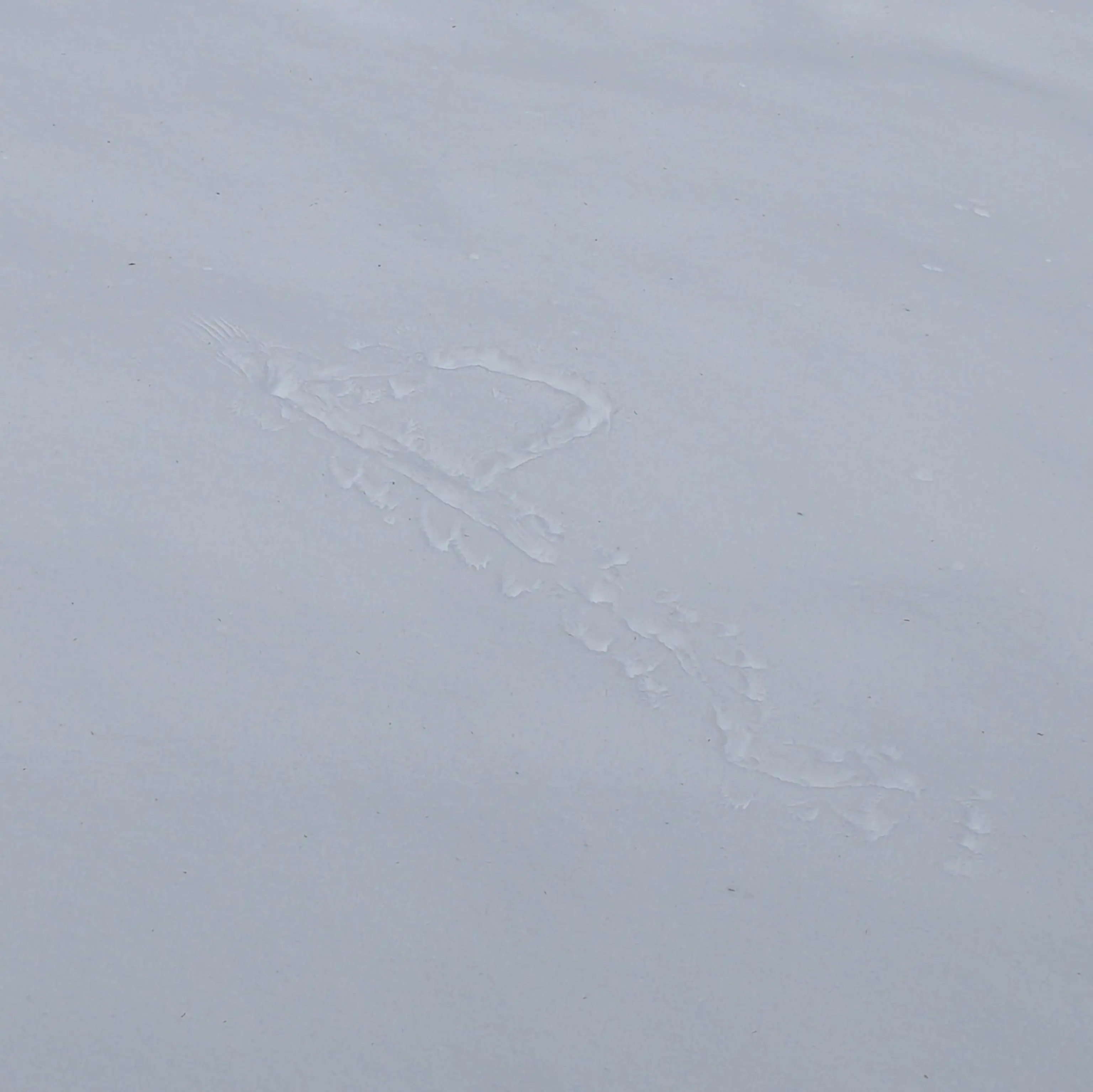 The imprint of bird wings on fresh snow with tracks around it.