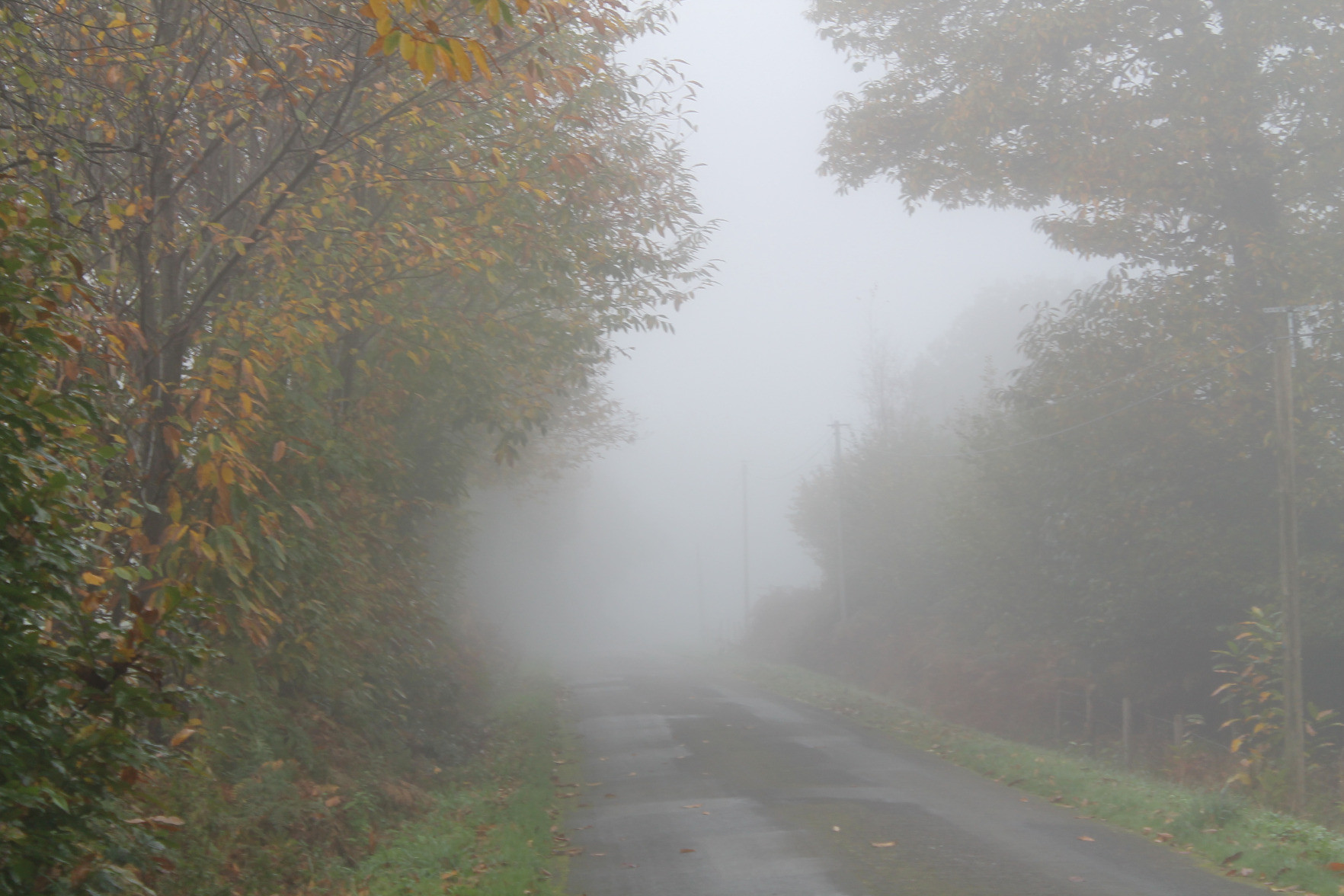 Fog shrouds a road, trees in yellow and red autumn foliage bending across it to frame the dense white shroud that cuts visibility to perhaps a hundred metres, perhaps less.