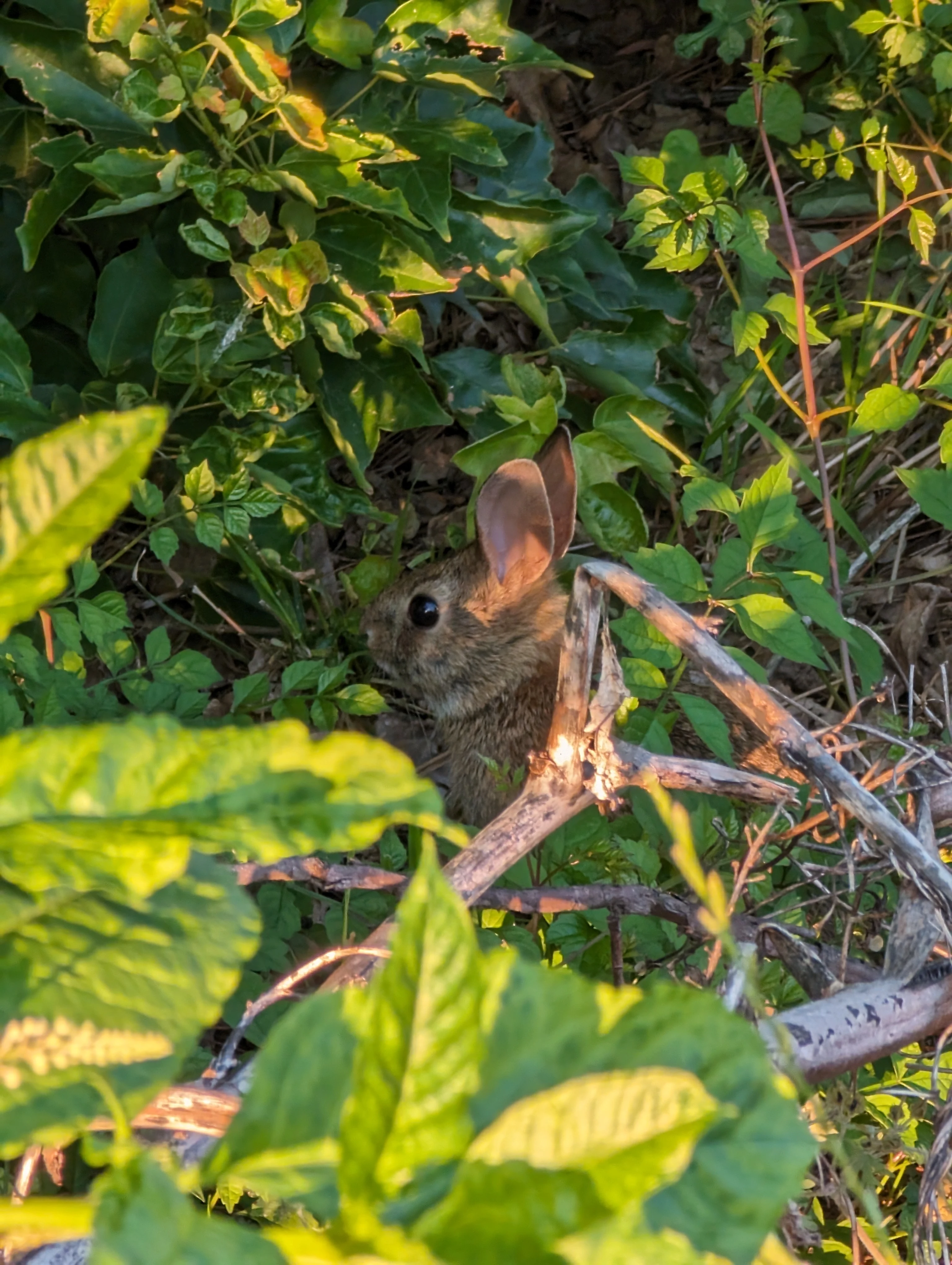 A rabbit stands alert concealed by the underbrush