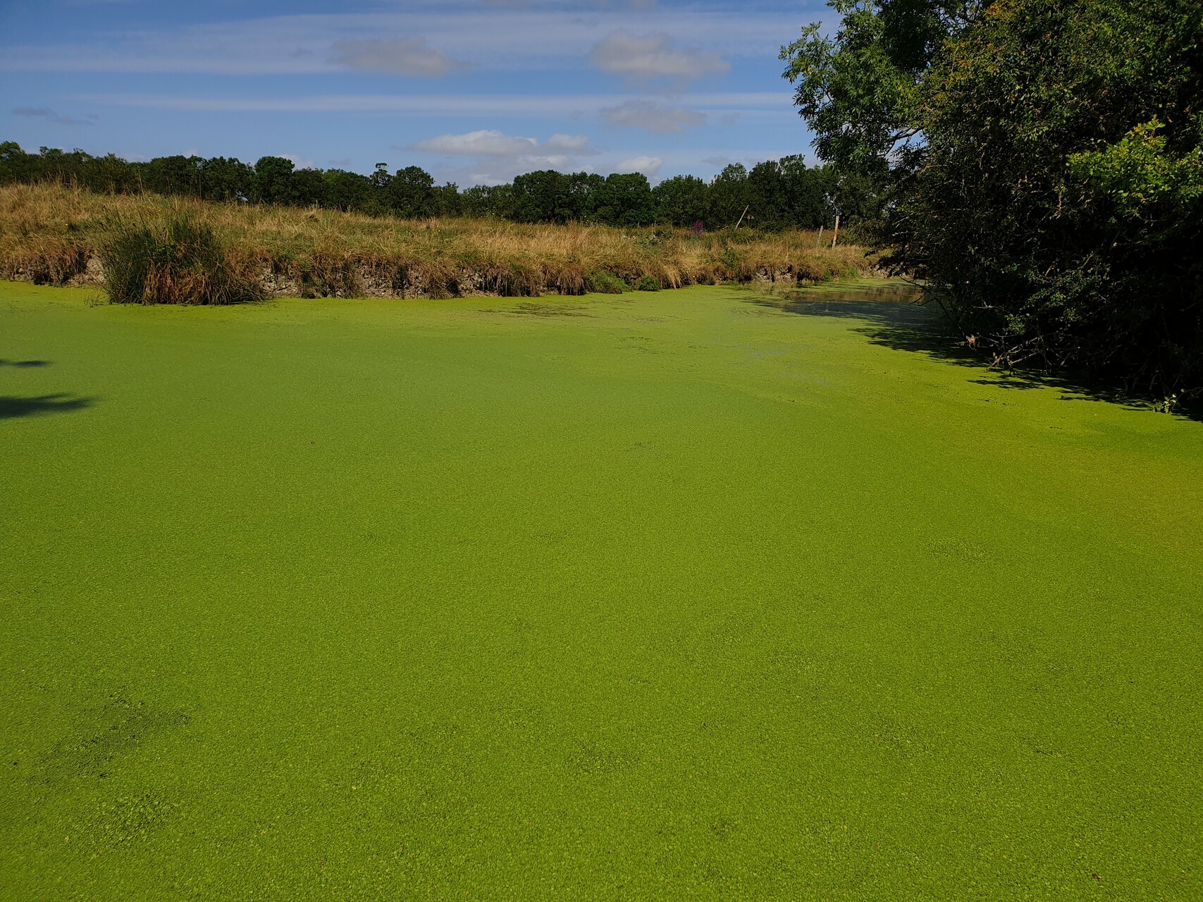 Grande étendue de canaux recouverts de lentilles d'eau vertes, dans le Marais Poitevin