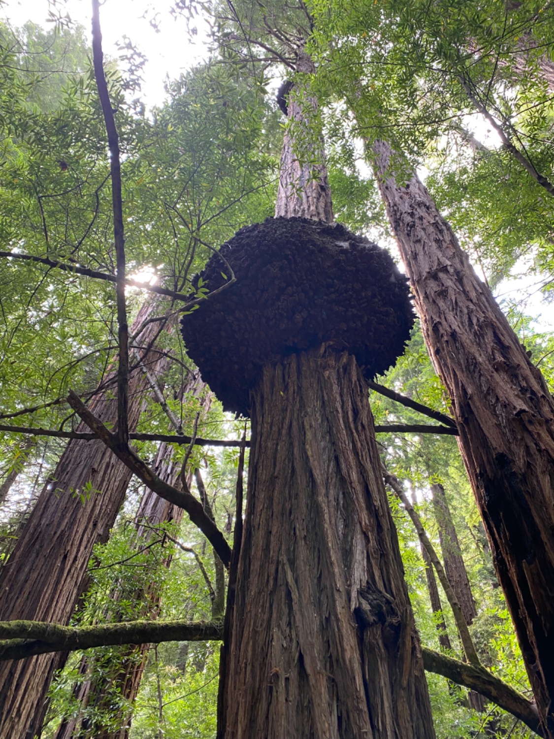photo of a redwood with a burl taken in Muir Woods, Mill Valley, CA