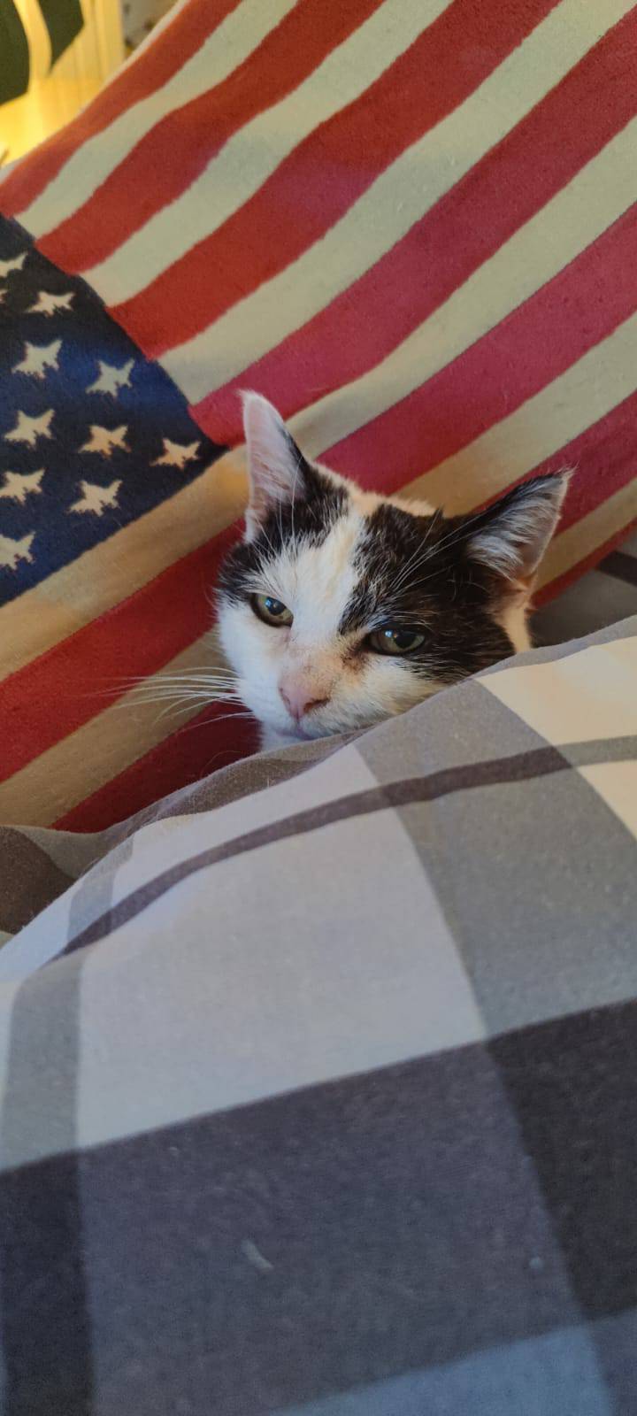 A black and white cat under a blanket, with a US flag pillow 