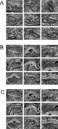 Japanese monkeys rapidly noticed snake-scale cladded salamanders, similar to detecting snakes - Scientific Reports