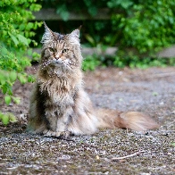 A proud fella I bumped into in my neighbourhood