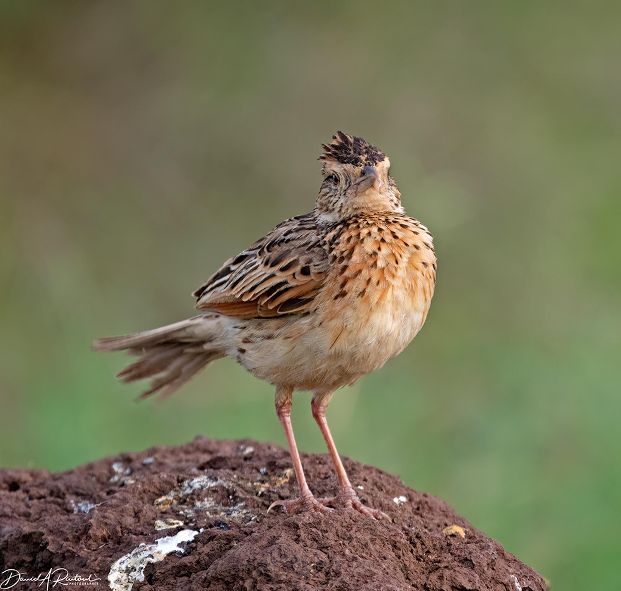 Chunky bird with long pinkish legs, brown-streaked rusty breast, and raggedy crest, perched on a brown mound of dirt