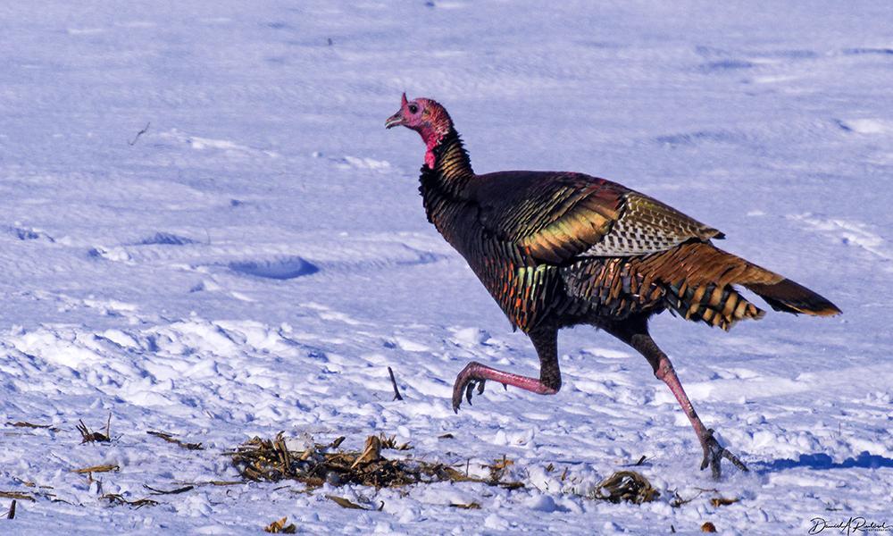 Large bronzy-brown bird with long legs and red head, striding across a snowy white field