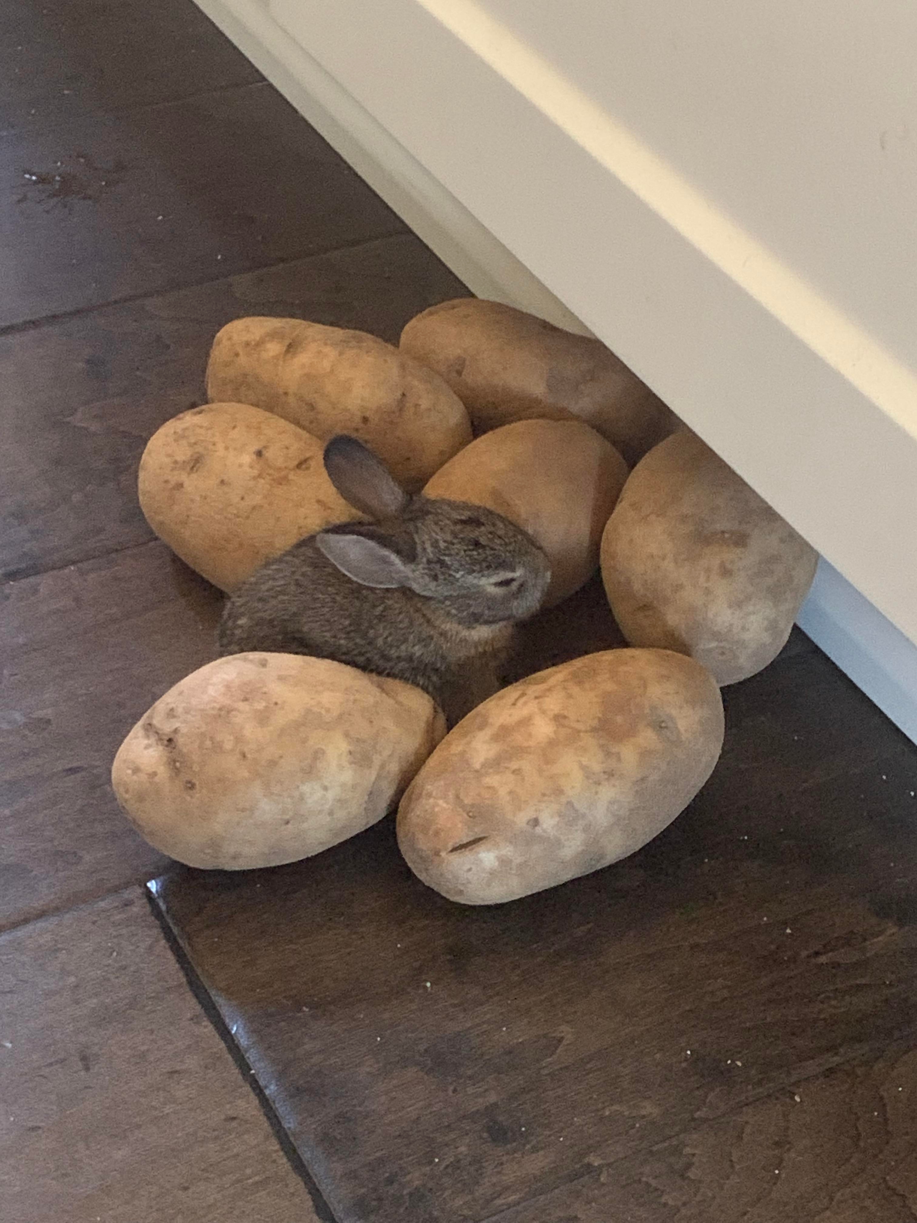 Small bunny sitting between 7 potatoes.