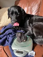 This truffle hunter found a huge 7oz (200g) truffle in Oregon