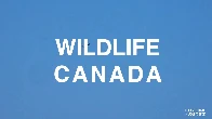 WILDLIFE CANADA - ECO VIRTUAL