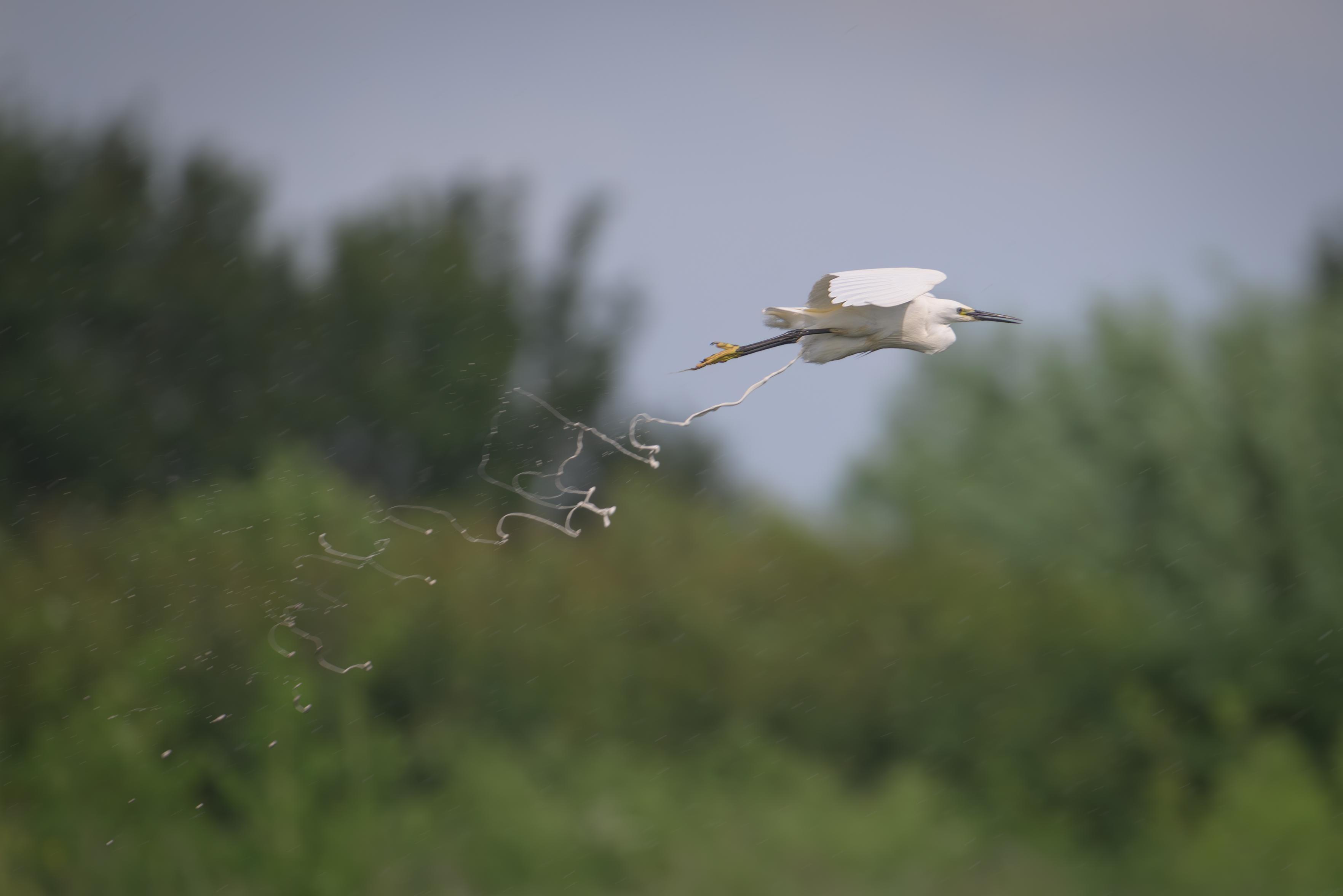 A flying Little Egret making a deposit as it passes