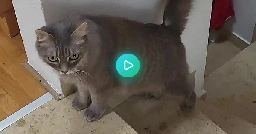 It's vacuum time - my cat Miez vs. my sisters cats