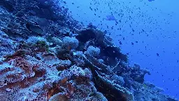 The Coral Sea lies next to the Great Barrier Reef. Why don't we know more about it?