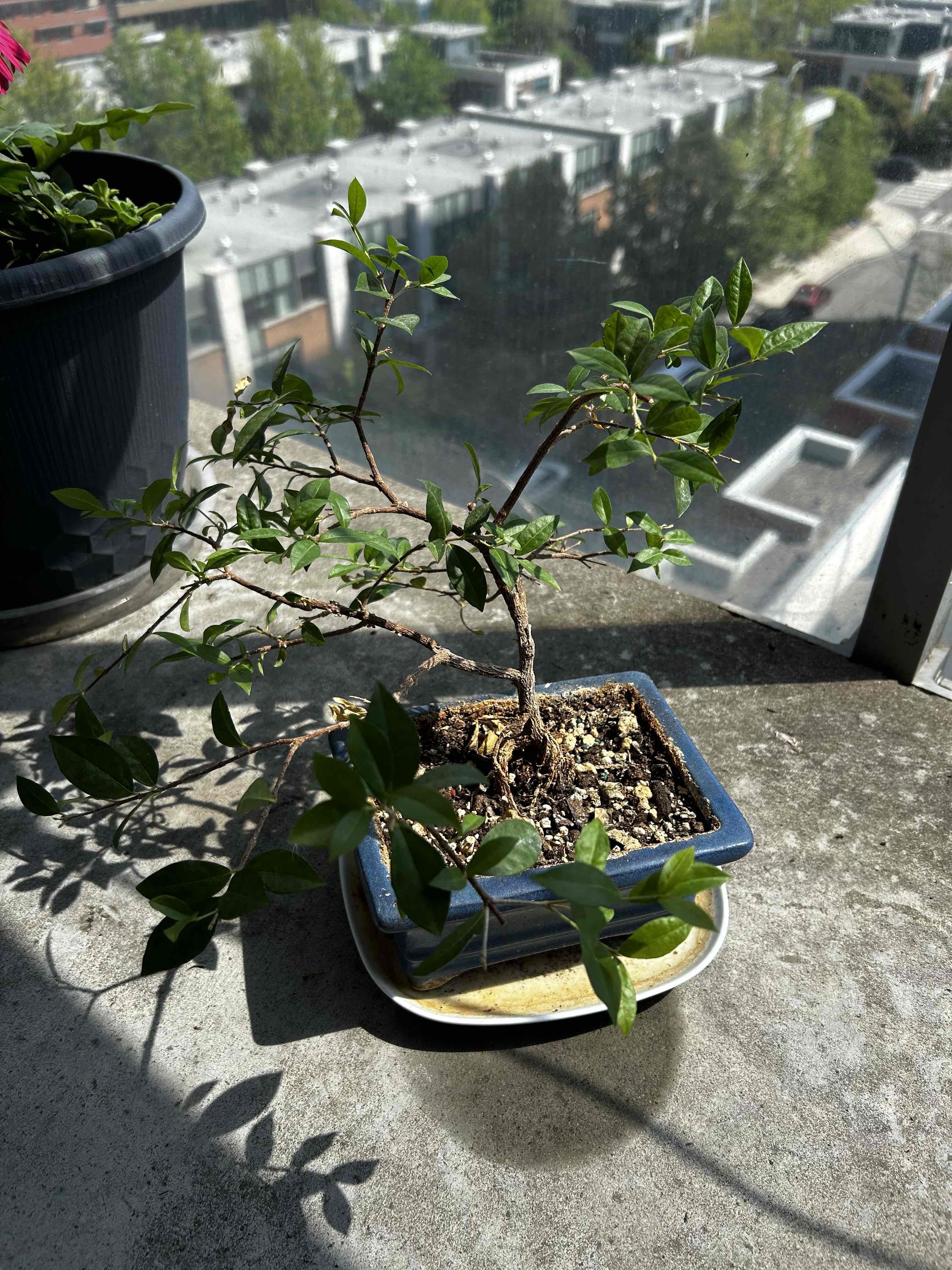 Barbados Cherry bonsai on a balcony