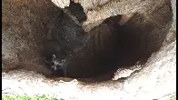 Raccoon Den inside the Broken Tree with Kits and Mom from drone.