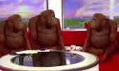 Multiple monkeys searching banana on a tv show