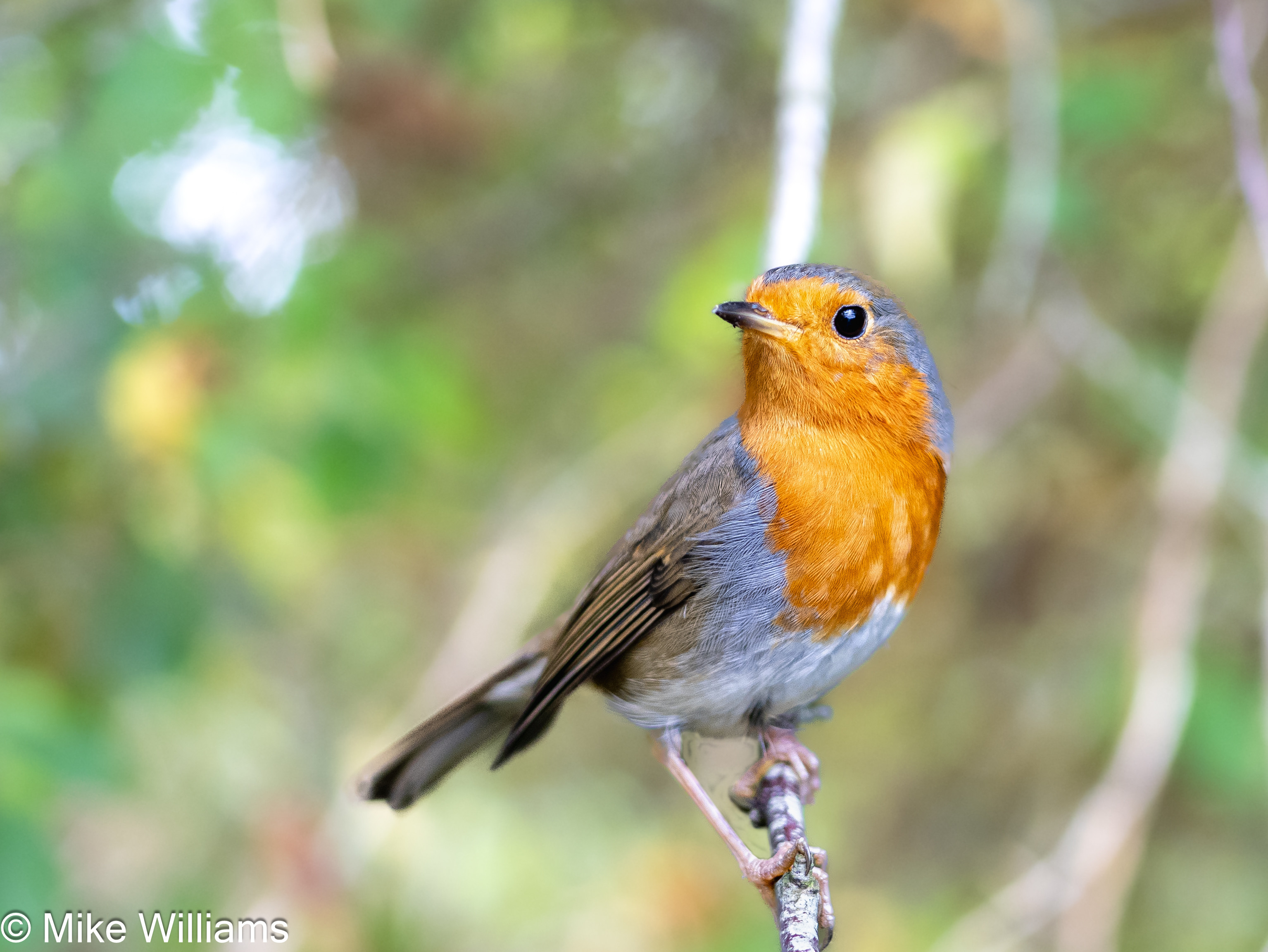 A European Robin perched on a twig