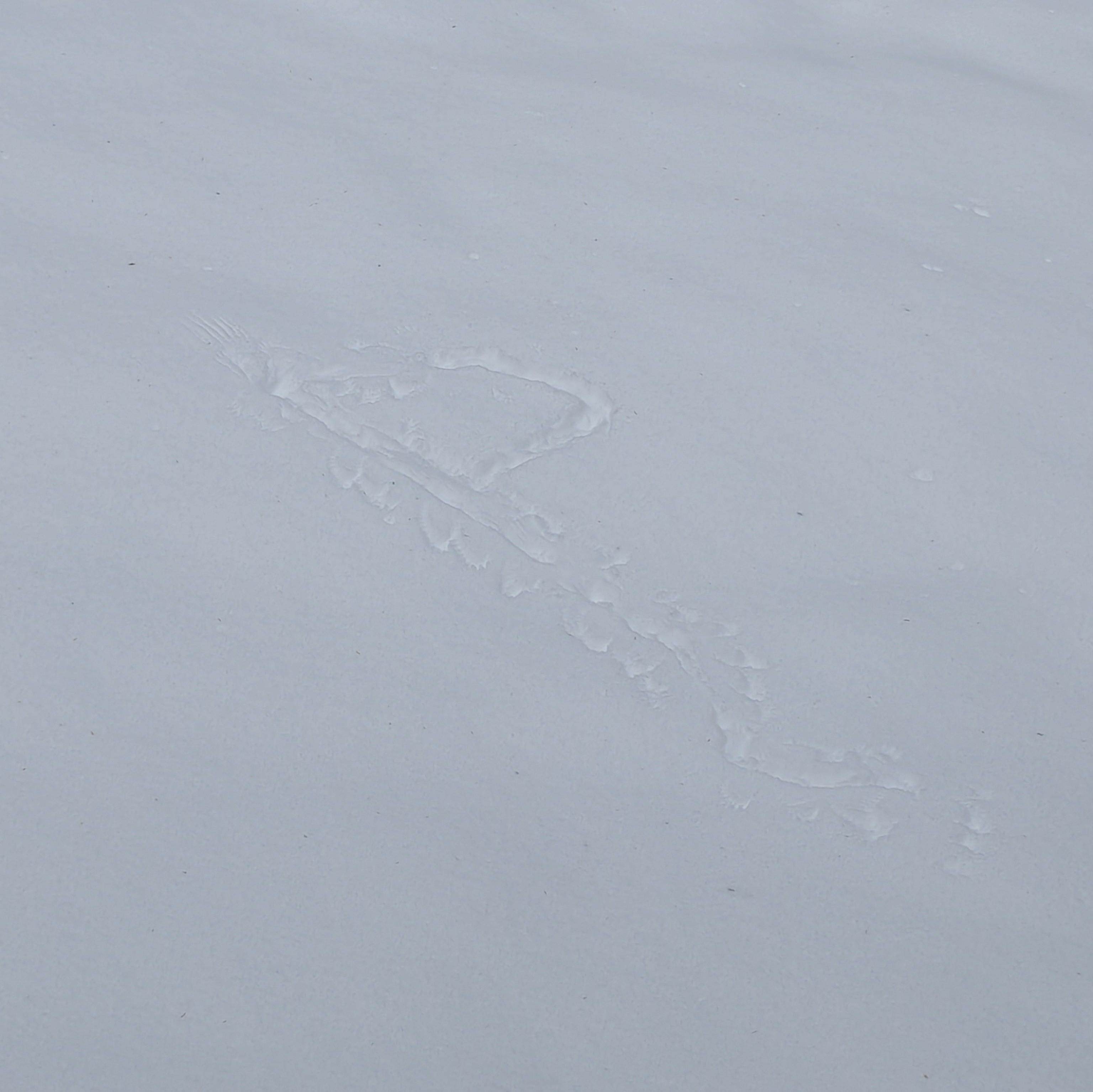 The imprint of bird wings on fresh snow with tracks around it.