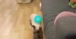 kitty vs ball on a string