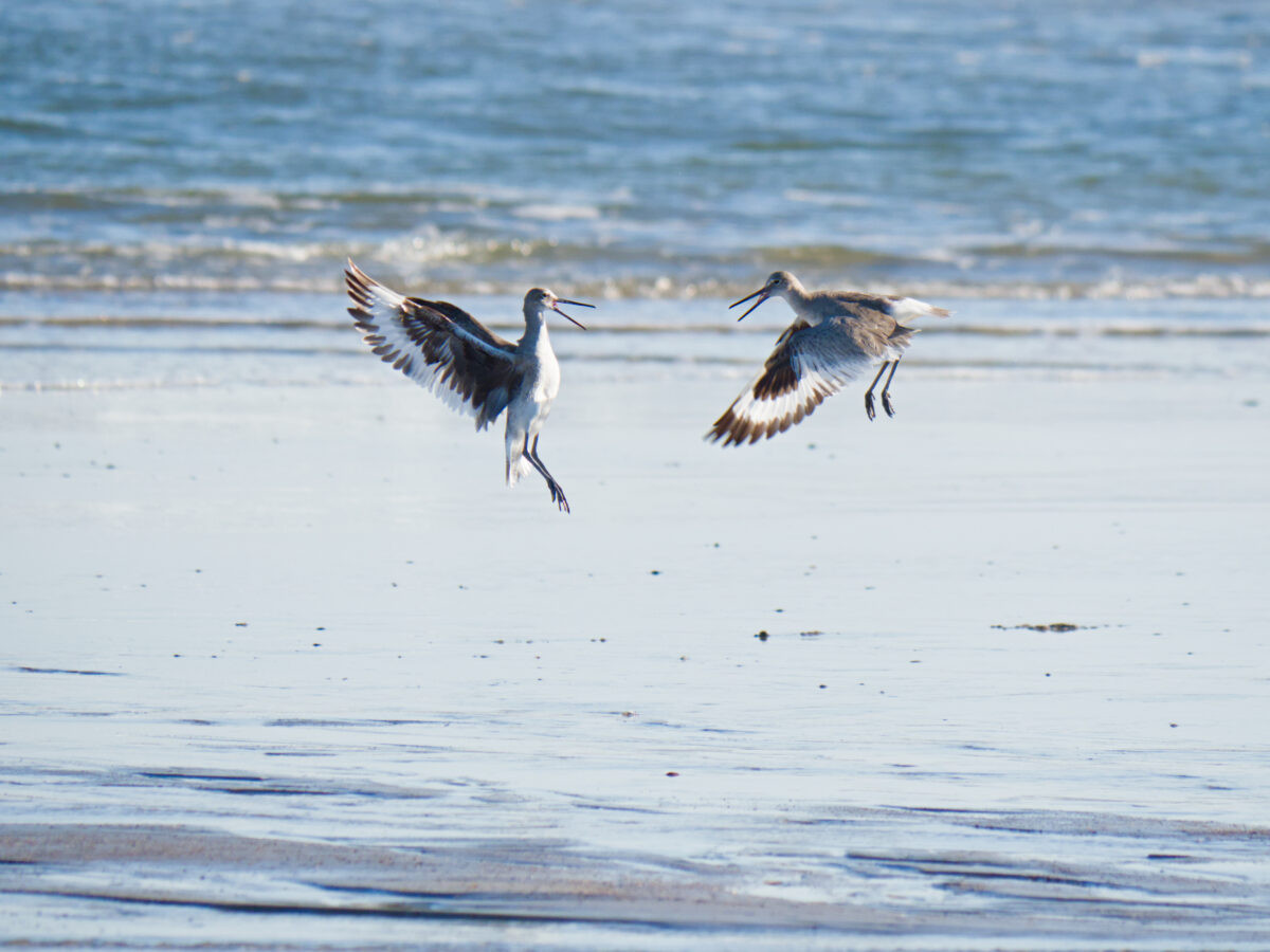 Two willets hovering over a beach, facing each other with open beaks