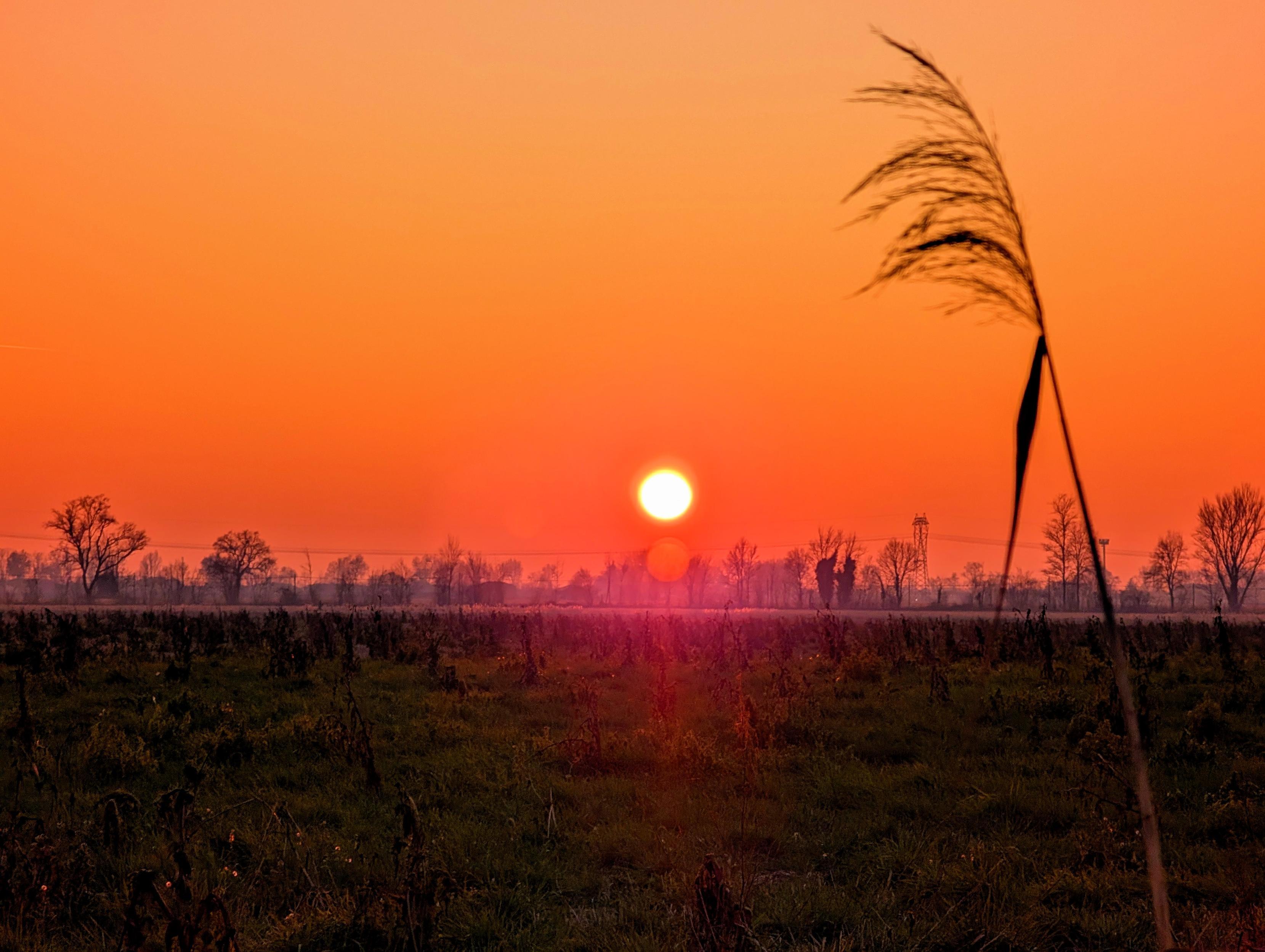 A tranquil field at dusk, with a lone reed swaying gently in the breeze as the last rays of the sun dip below the horizon. The sky is painted in shades of orange and pink, casting a peaceful glow over the landscape. The silhouettes of trees and distant power lines add a serene, almost timeless atmosphere to the scene