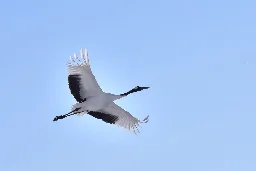 Crane, majestic in flight