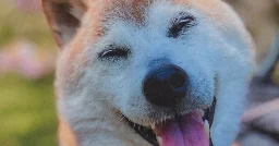 Kabosu, Shiba Inu Who Helped Define the Doge Meme, Dies at 18