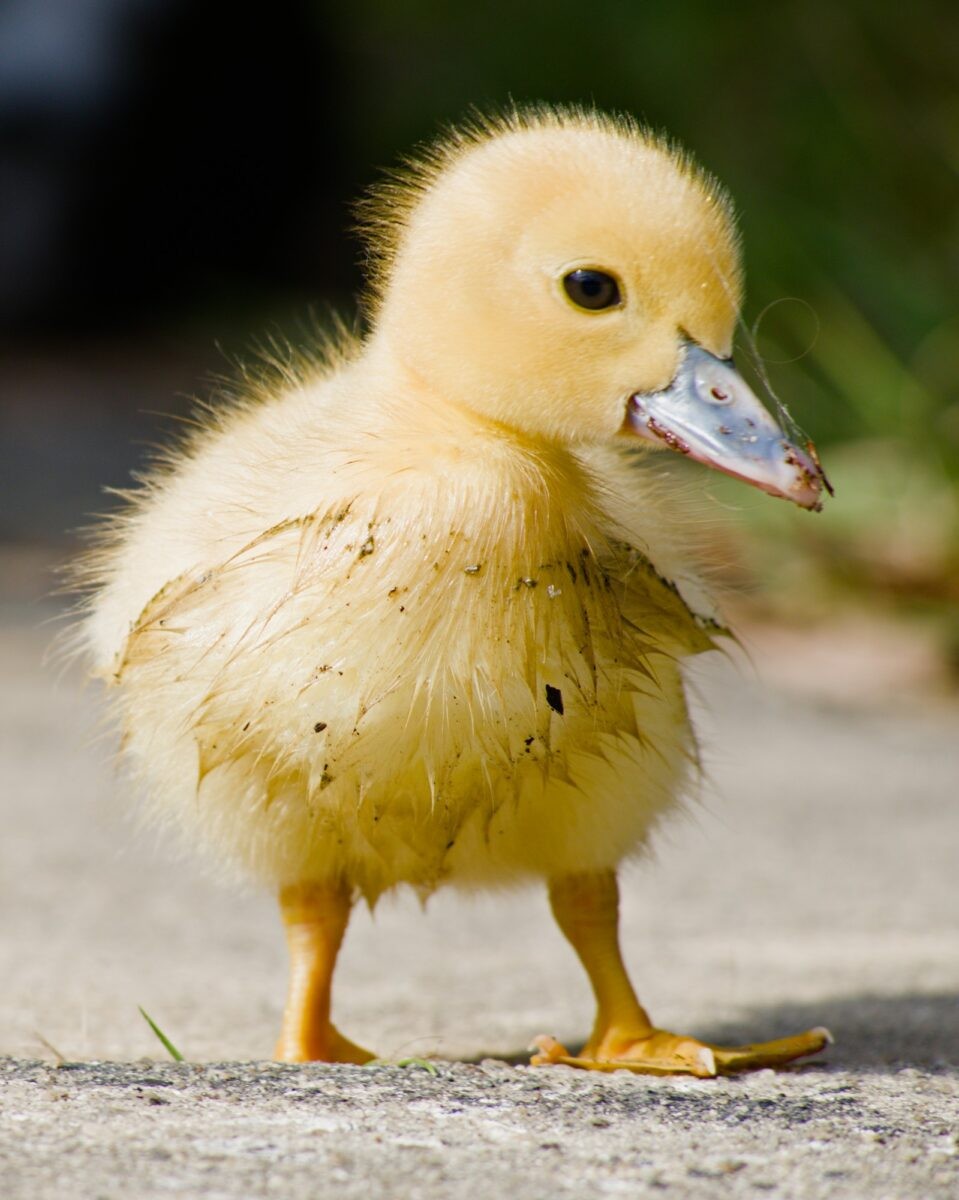 A very young, very yellow muscovy duckling facing the viewer, head turned to the viewer's right