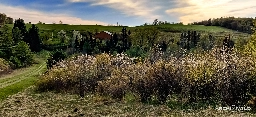 Get Your ArcheWild American Chestnut - ArcheWild - Architects of Wild Spaces