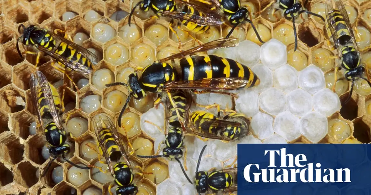 In defence of wasps: a misunderstood insect with human-like qualities