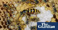 In Defense of Wasps: A Misunderstood Insect