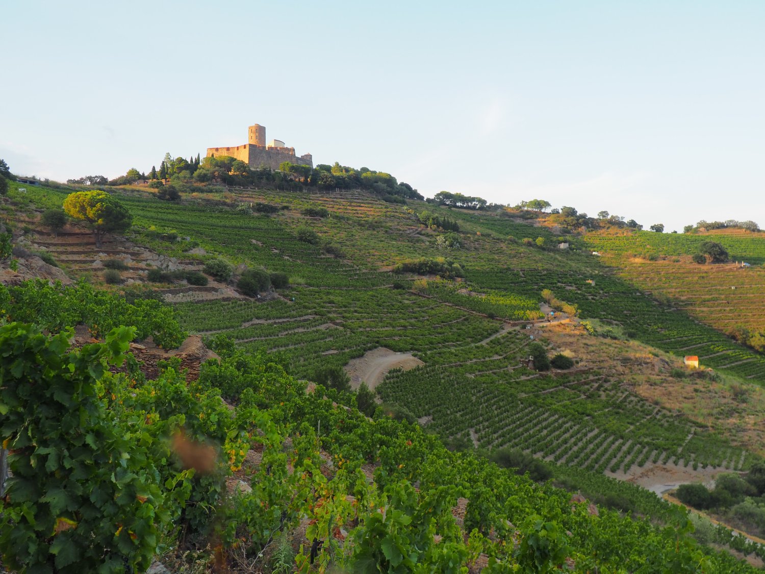 A photo of the Fort Saint-Elme surrounded by vineyards.