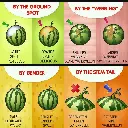 YSK how to pick a ripe, sweet watermelon