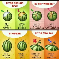 YSK how to pick a ripe, sweet watermelon