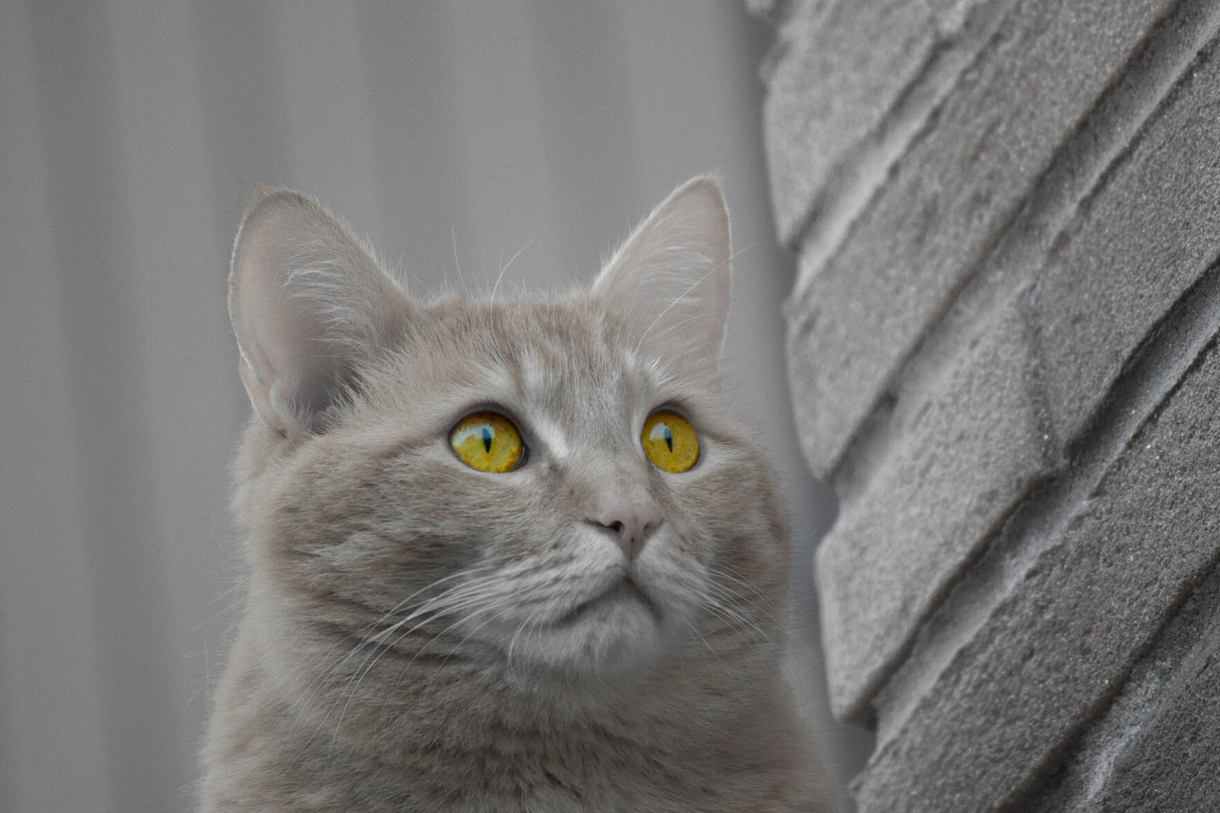 Closeup of a cat looking at the horizon, colours have been reduced (but not totally black and white), the only colour you can clearly see is the colour of the eyes. Even if everything seems or is grey, never stop searching for the colours in your life.