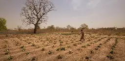 Cultiver sans eau ou presque : la technique du zaï au Sahel