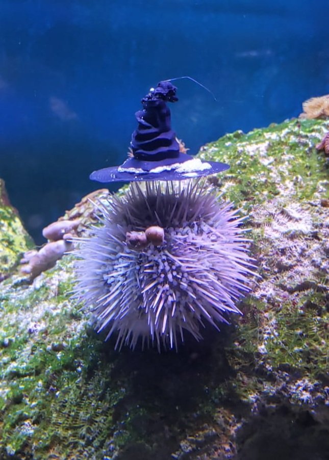 A sea urchin wearing an appropriately tiny, crinkled wizard’s hat. 