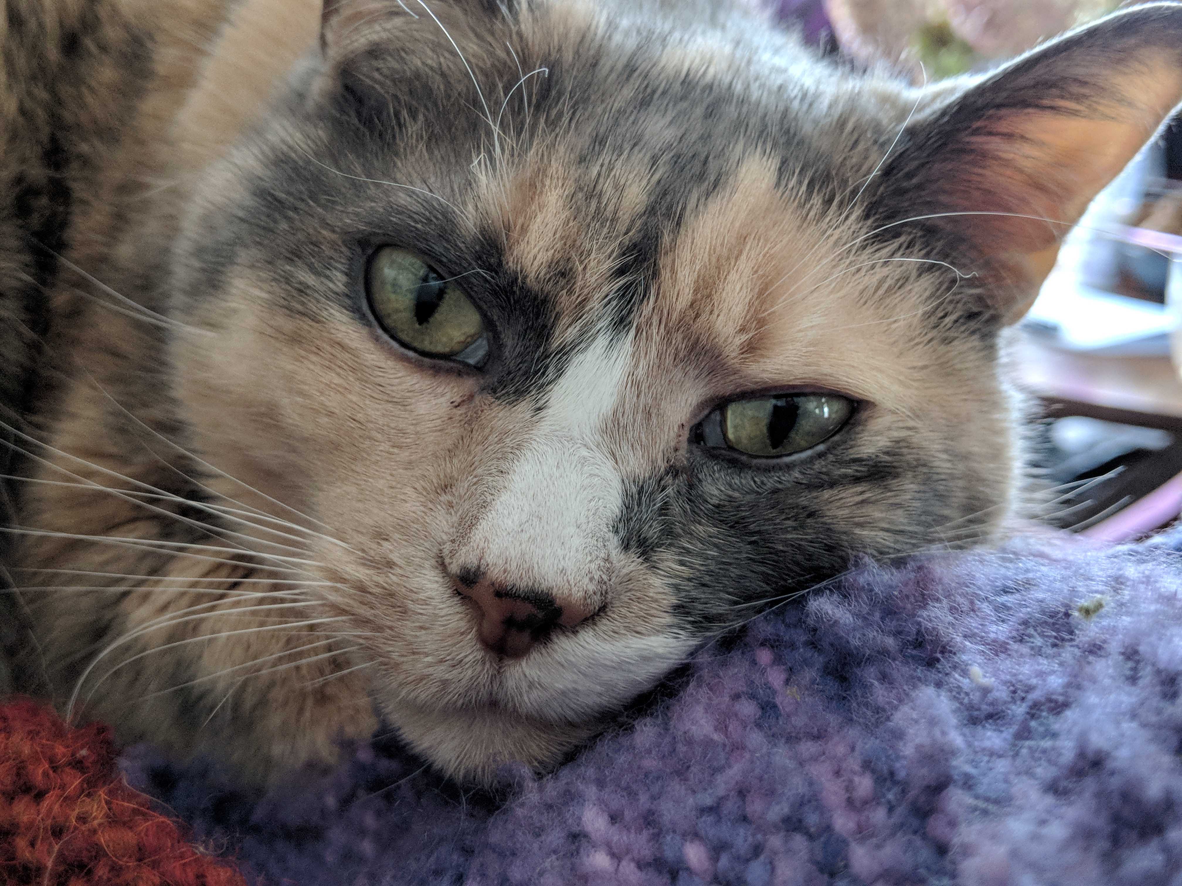 Headshot of a cat with its head laying on a knitted blanket.