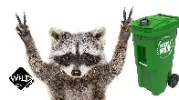 Bin Busters: How Raccoons Take Over Toronto's Waste Management I Wild to Know