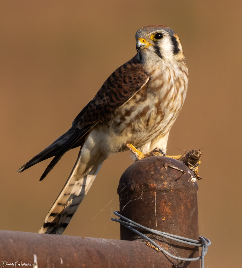 Long-tailed bird with streaky breast and black stripes on the head, perched on a brown post and eating a grasshopper