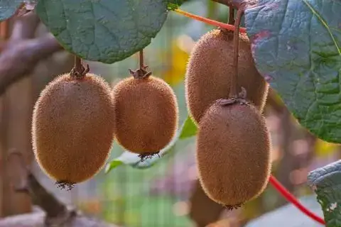 How to Grow Kiwifruit: The Complete Guide