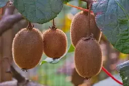 How to Grow Kiwifruit: The Complete Guide