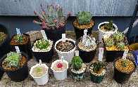 Went to Tokyo Cactus and Succulent Grand Bazaar today and didn't come home empty handed ;)