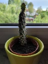 New Update from my Opuntia