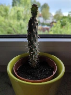 New Update from my Opuntia