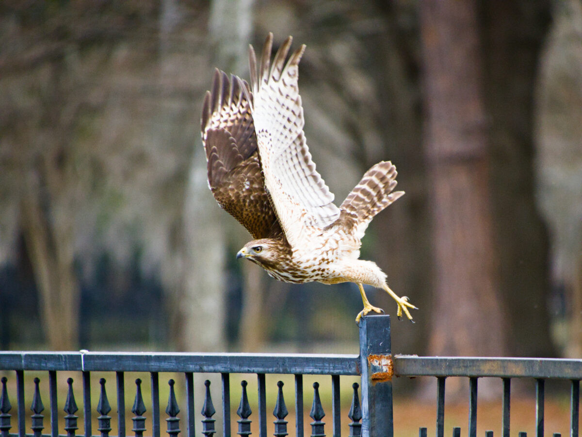 A red shouldered hawk takes off from a fence post