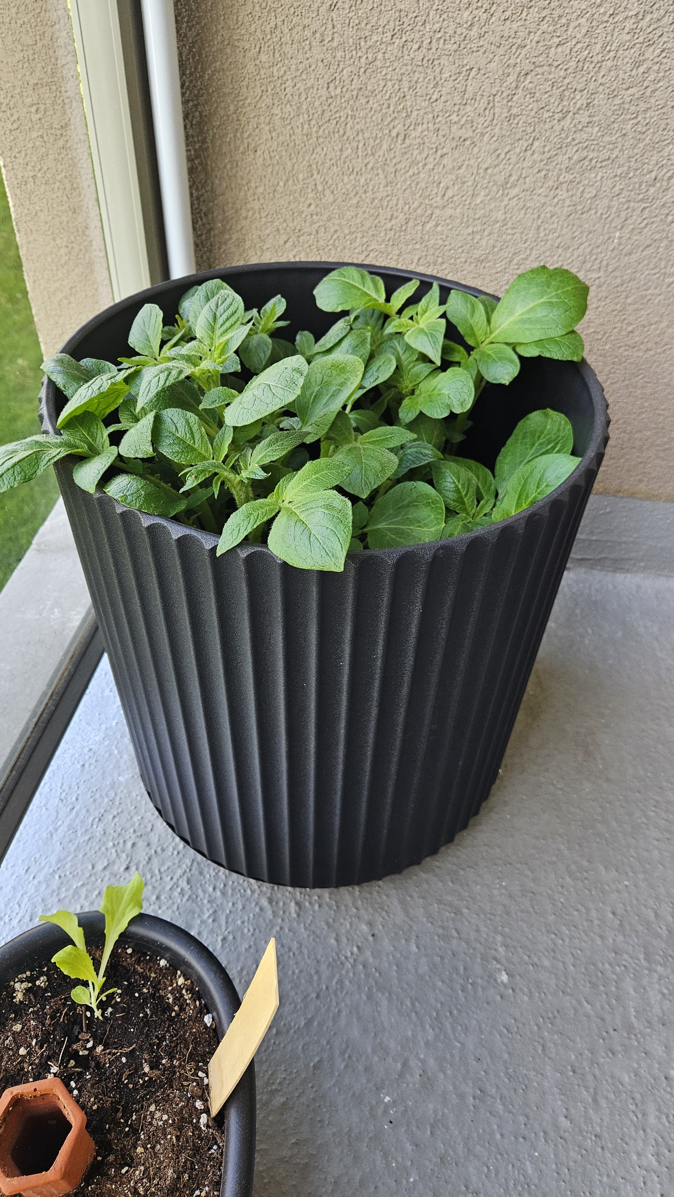 photo of small potato shoots emerging from a large black planter