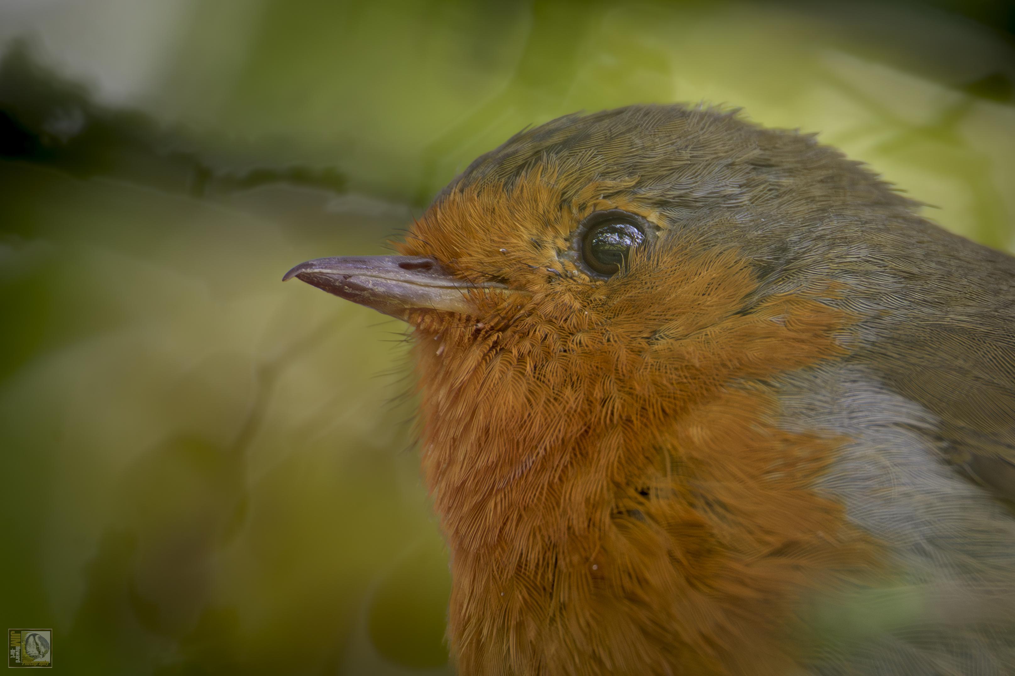 A close up of a Robin that was perched about 2 feet in a shrub i walked past