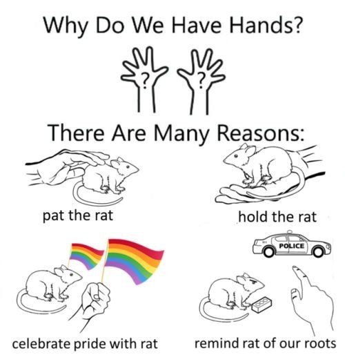 1. "Pat the rat" - A hand gently pats a sitting rat. 2. "Hold the rat" - Two hands carefully cradle a rat. 3. "Celebrate pride with rat" - A hand holds a rainbow flag next to a rat. 4. "Remind rat of our roots" - A hand points at a small book near a rat, with a police car in the background.